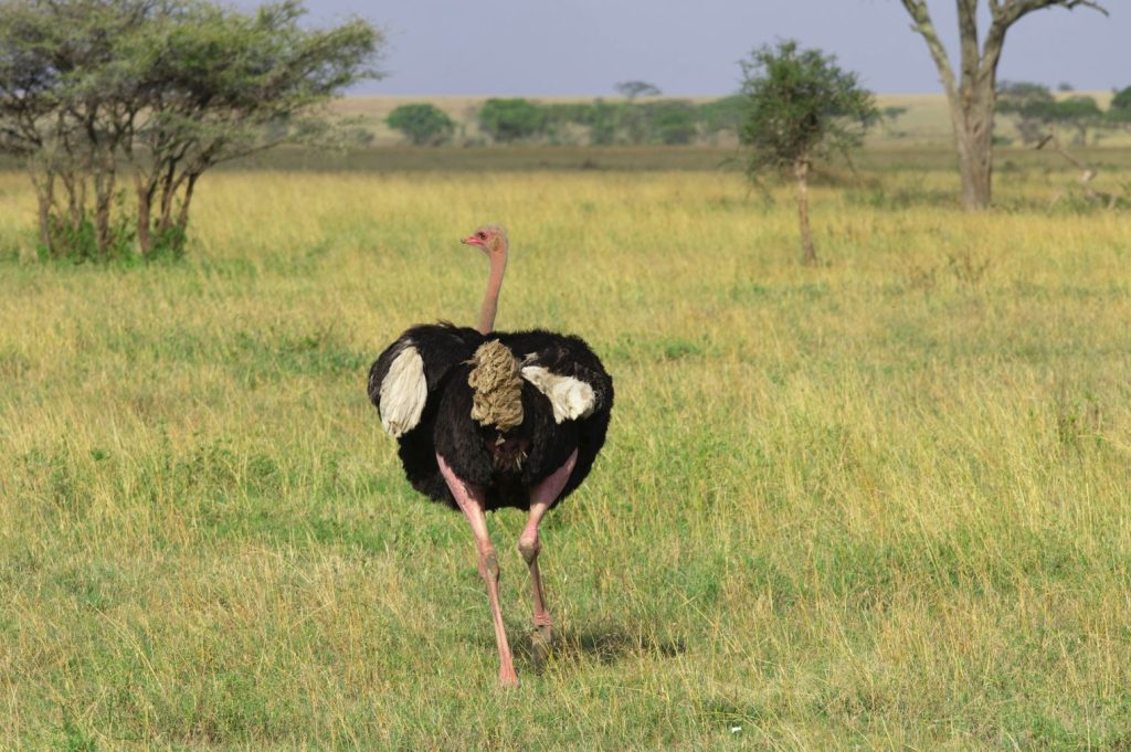 Top 5 Safari Parks in Tanzania You Must Visit