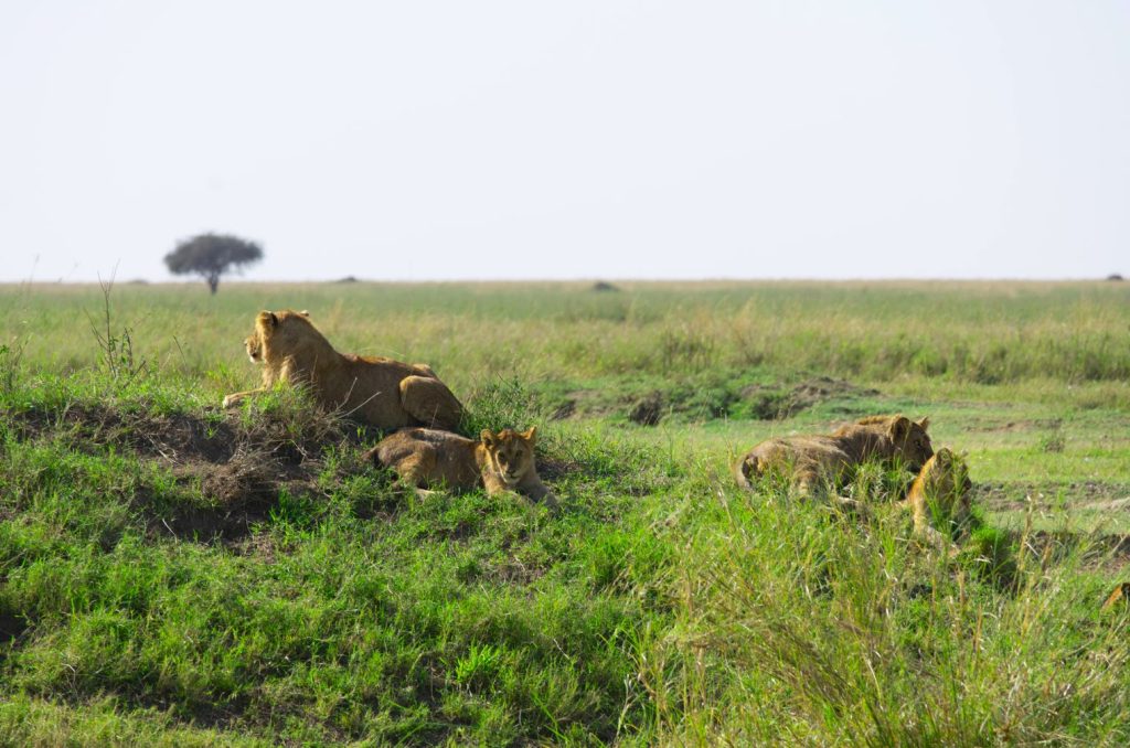 The Best Time to Visit Tanzania for a Safari