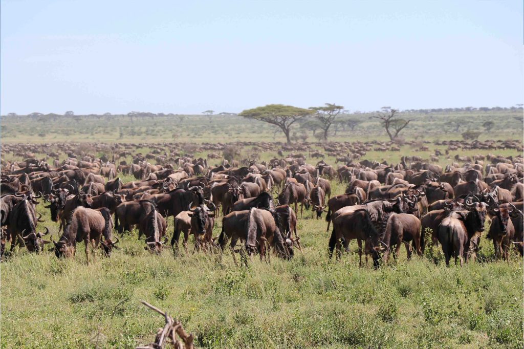 The Great Wildebeest Migration — Nature’s Greatest Show